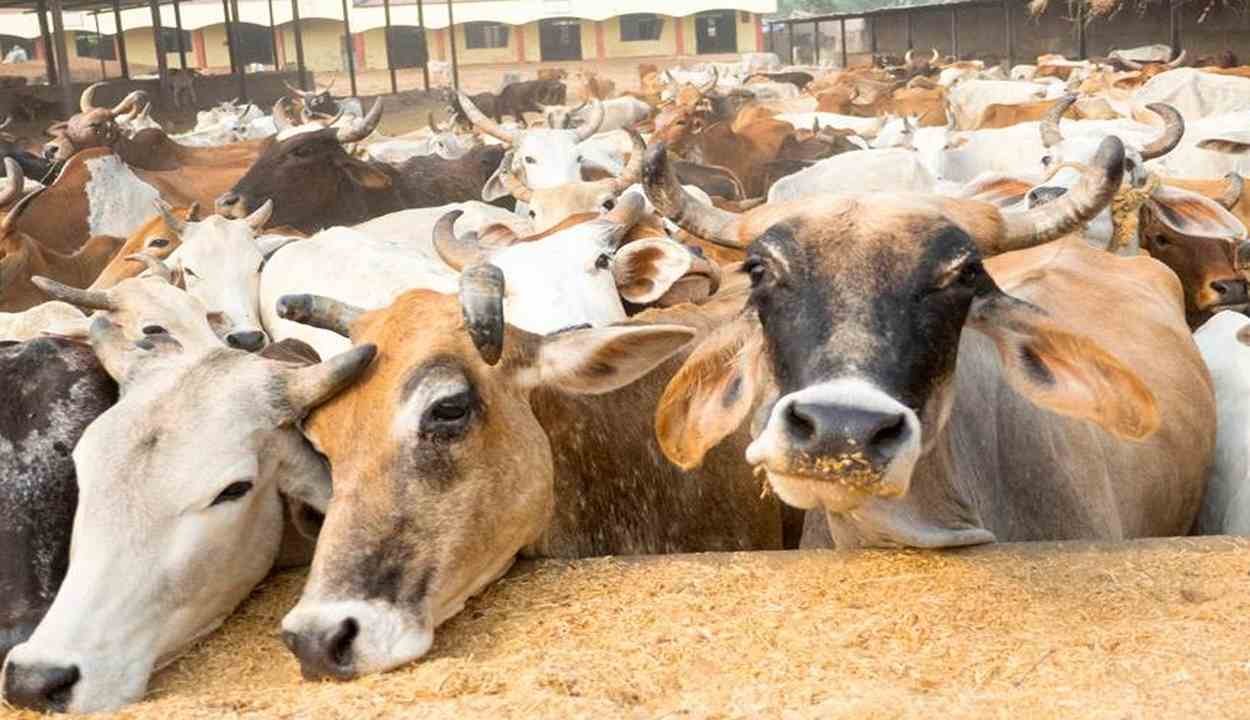 Dairy animal insurance scheme