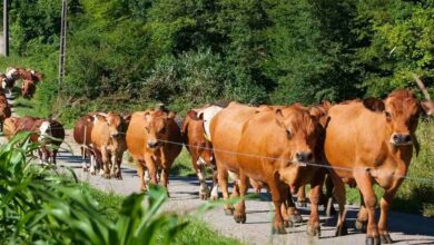 Desi cow palan subsidy