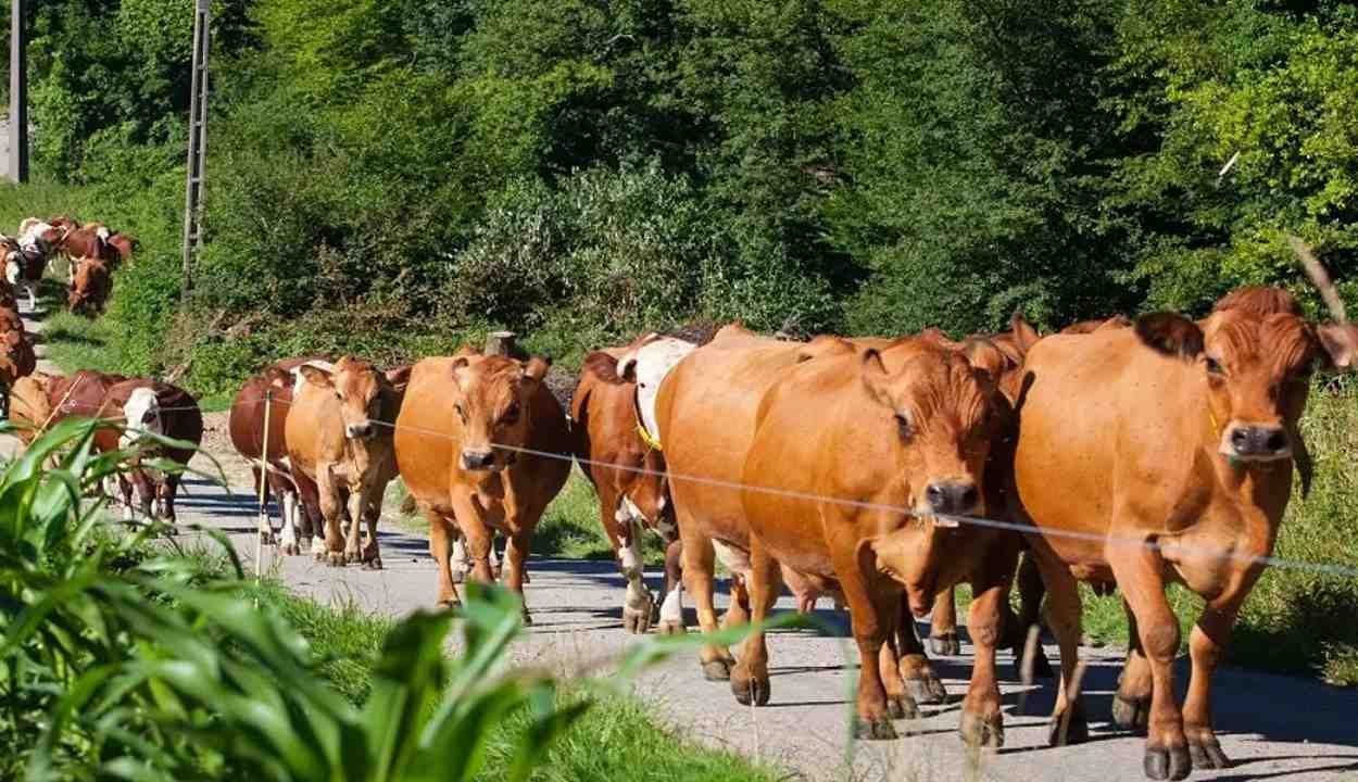 Desi cow palan subsidy