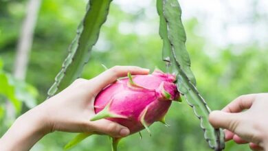 Dragon fruit development scheme