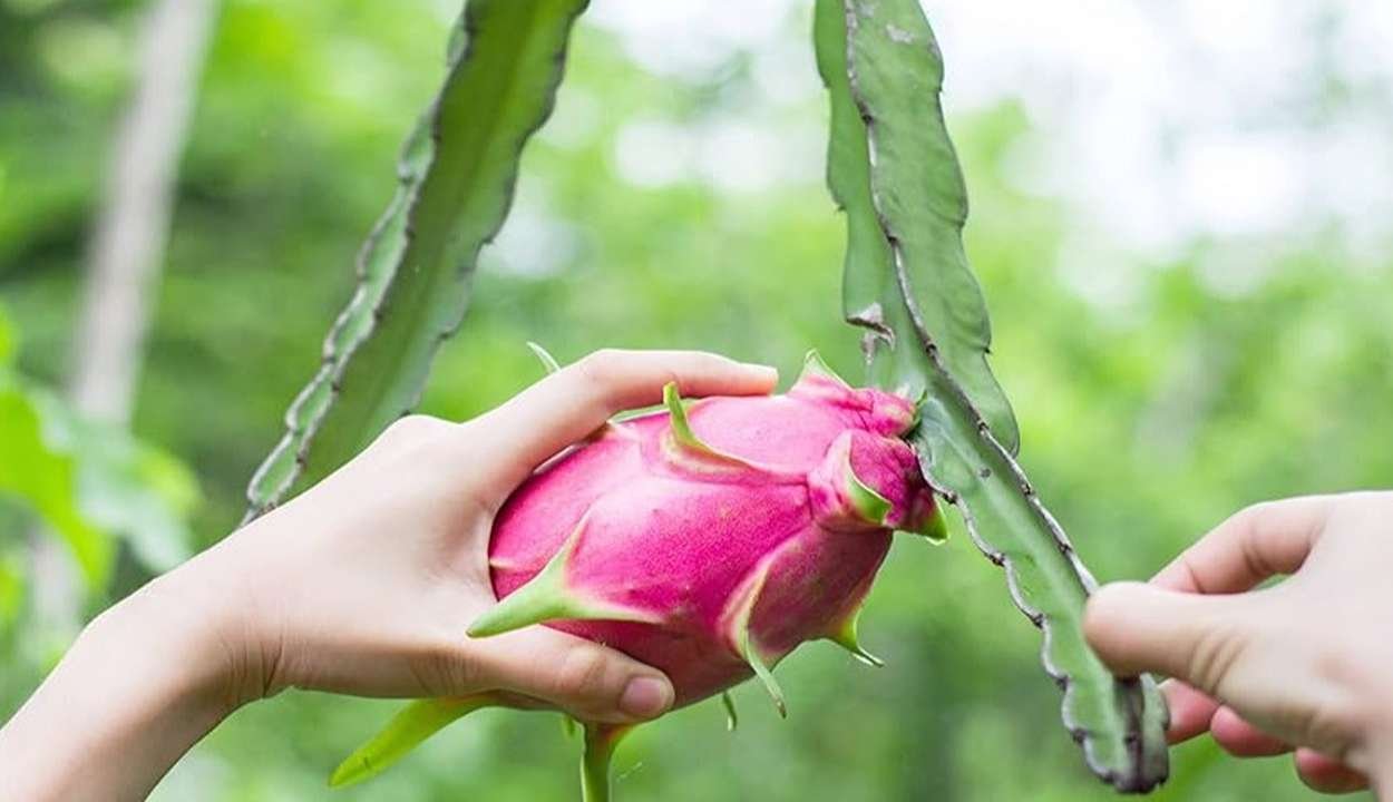 Dragon fruit development scheme