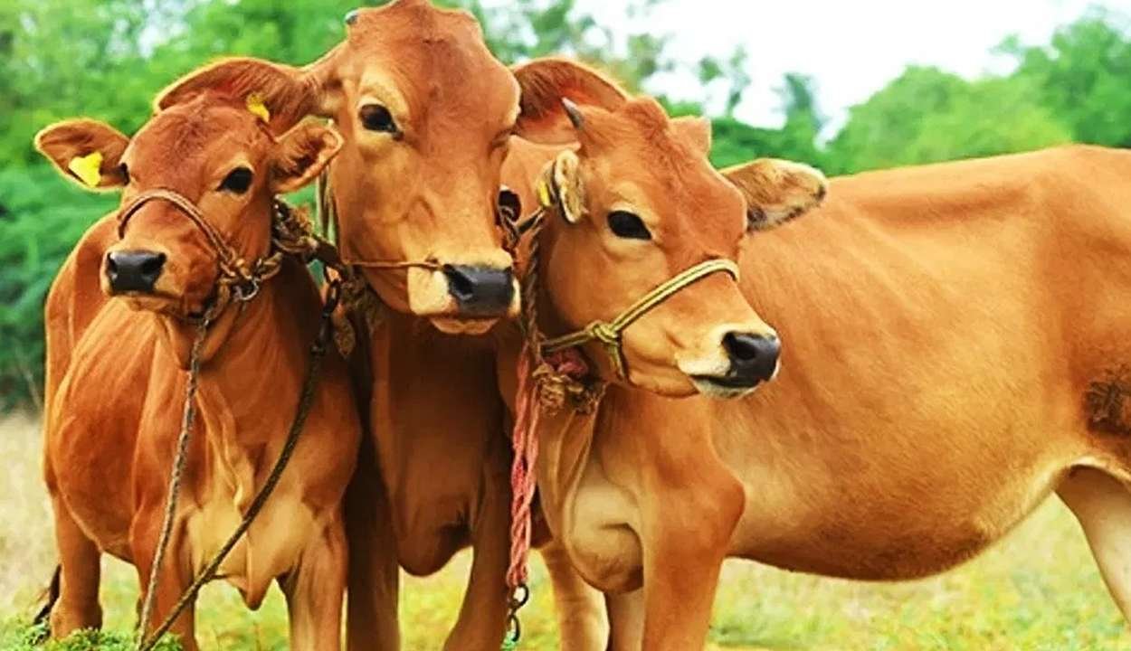 Dudharu pashu bima scheme