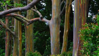 Eucalyptus trees