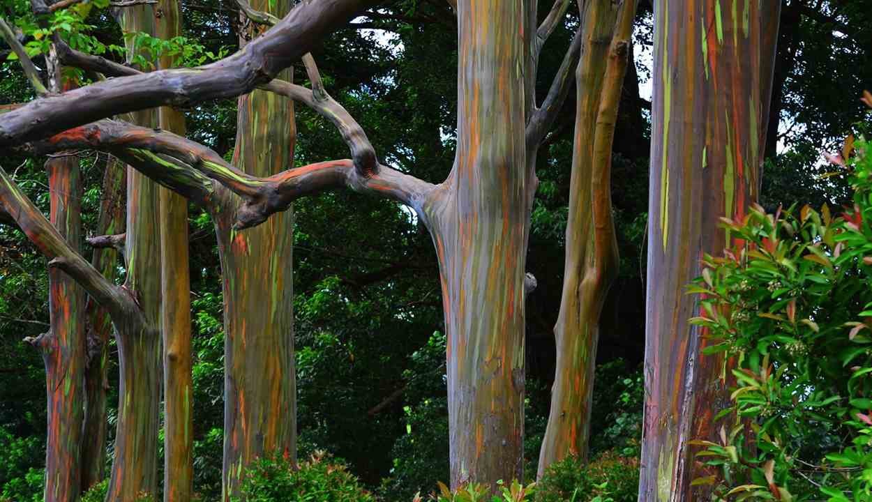 Eucalyptus trees
