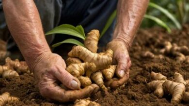 Ginger farming