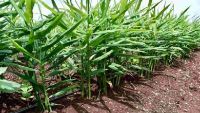 Ginger farming