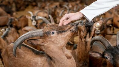 Goat farming subsidy scheme