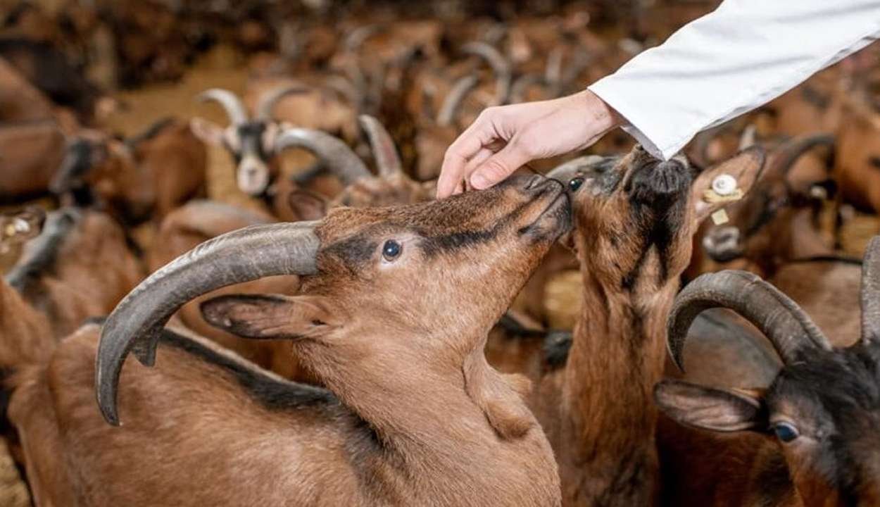 Goat farming subsidy scheme