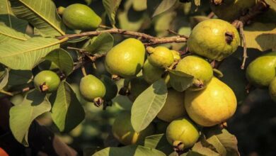 Guava gardening
