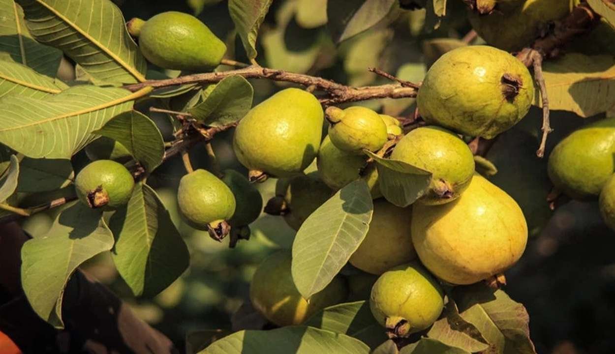 Guava gardening