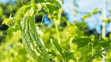Karela farming