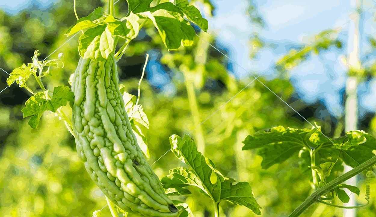 Karela farming