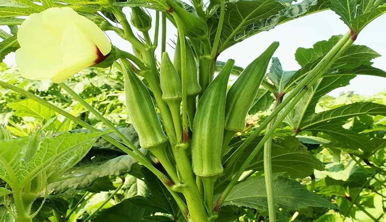 Ladyfinger farming