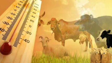 Livestock summer care