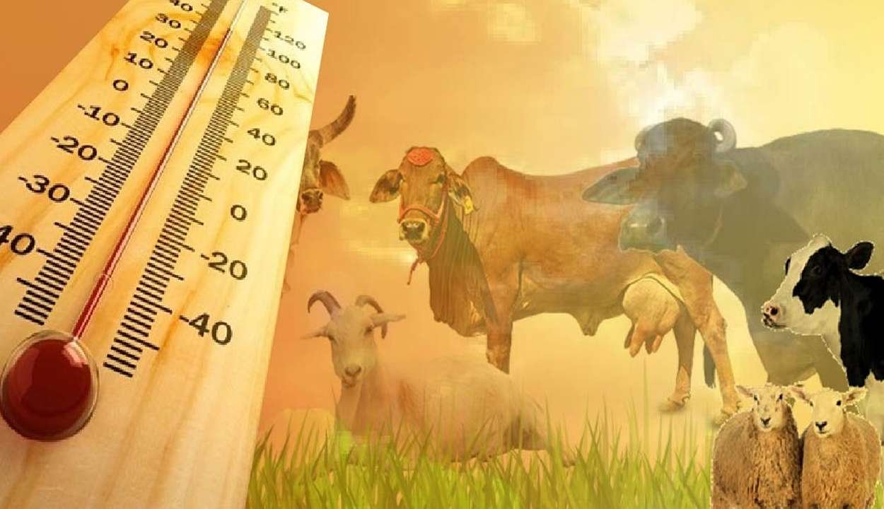 Livestock summer care