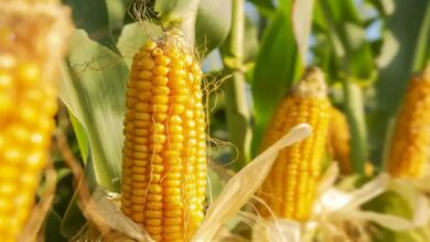 Maize cultivation