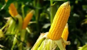 Maize cultivation