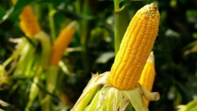 Maize cultivation