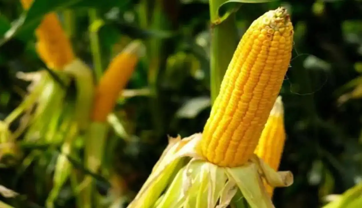 Maize cultivation