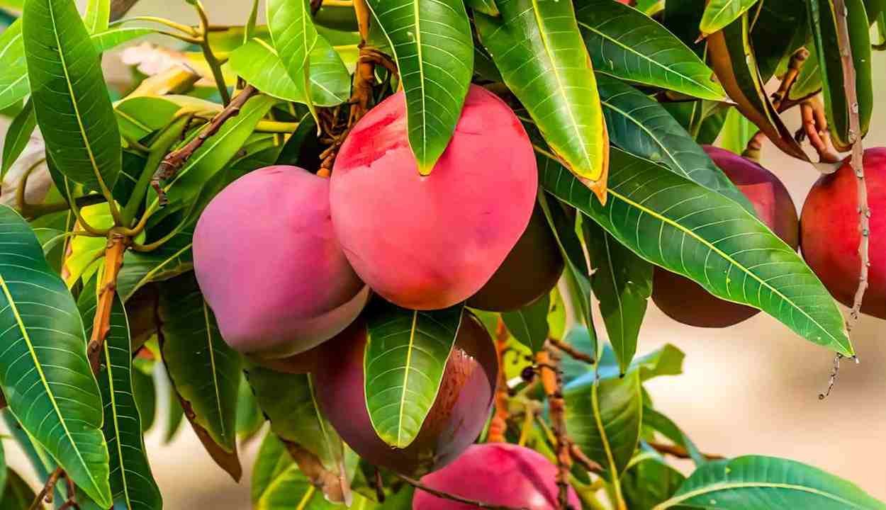 Mango cultivation