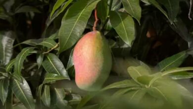 Mango cultivation