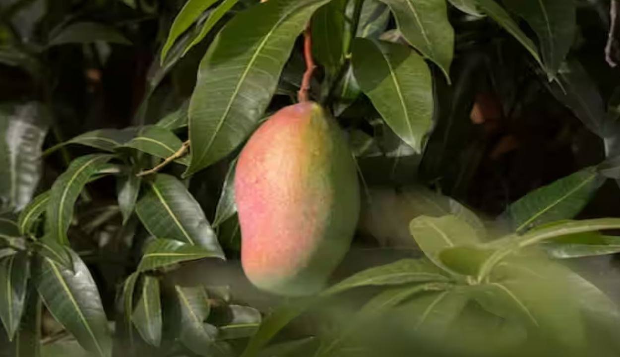 Mango cultivation