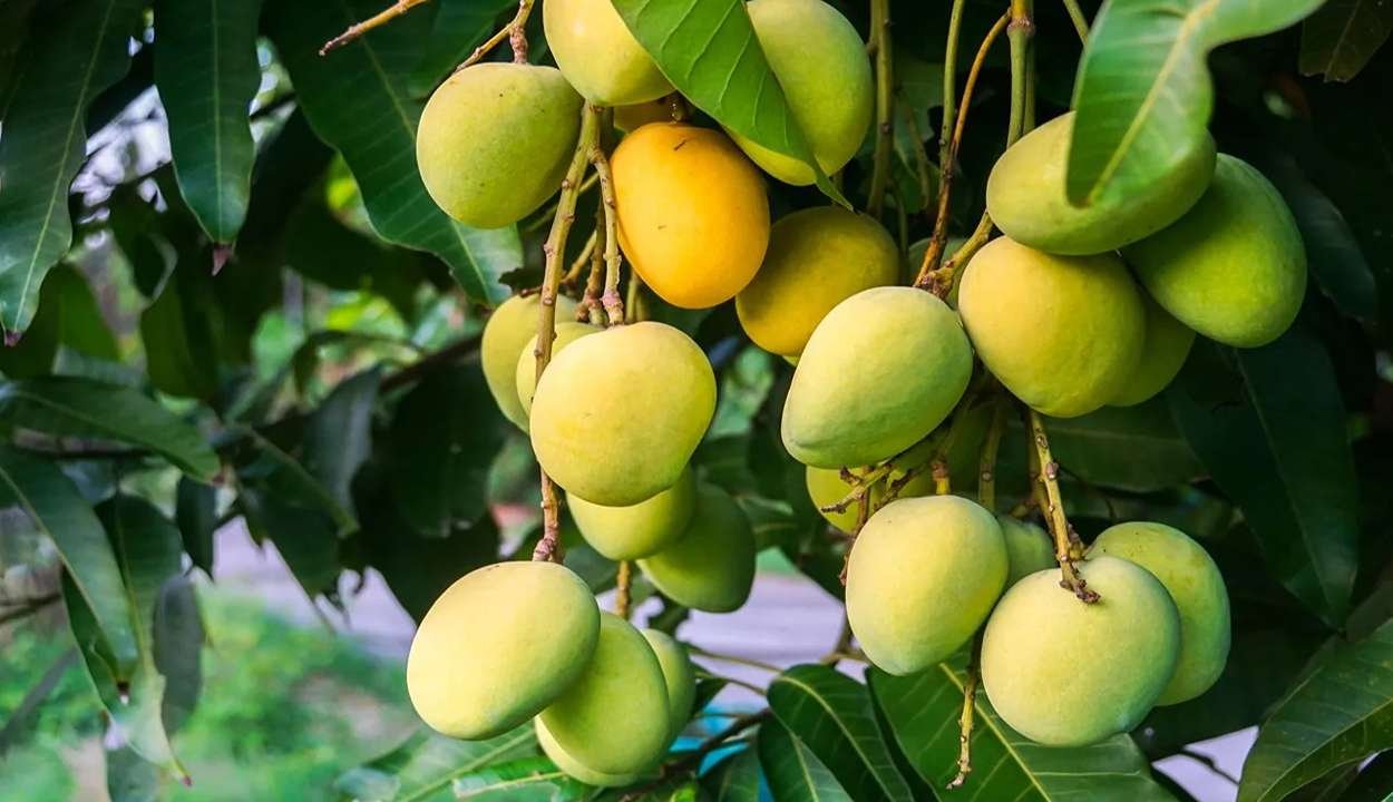 Mango farming