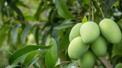 Mango farming