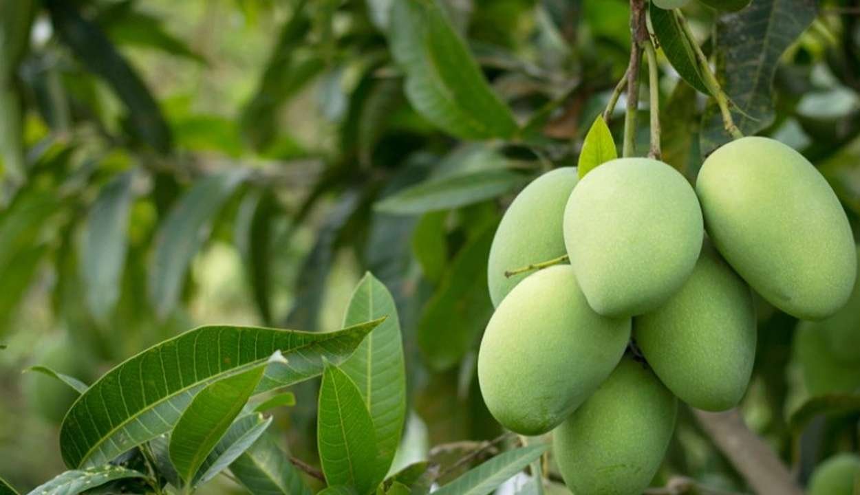 Mango farming