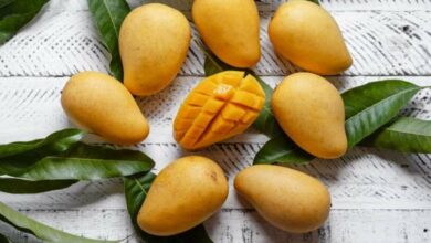 Mango farming