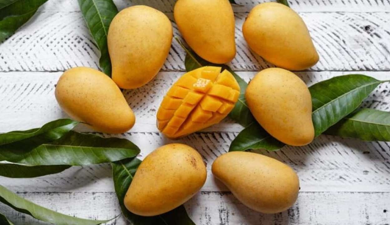 Mango farming