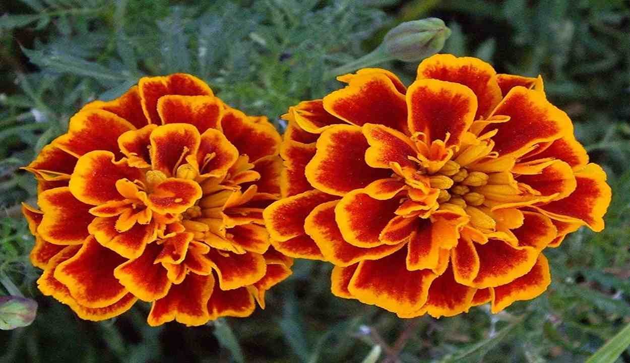 Marigold flower cultivation