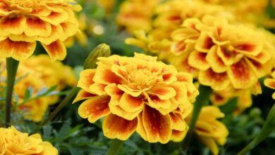 Marigold flower cultivation