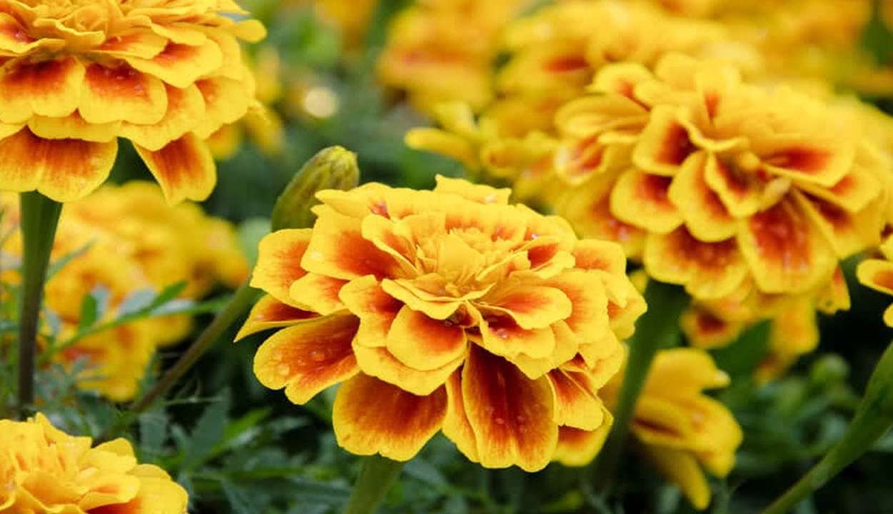 Marigold flower cultivation