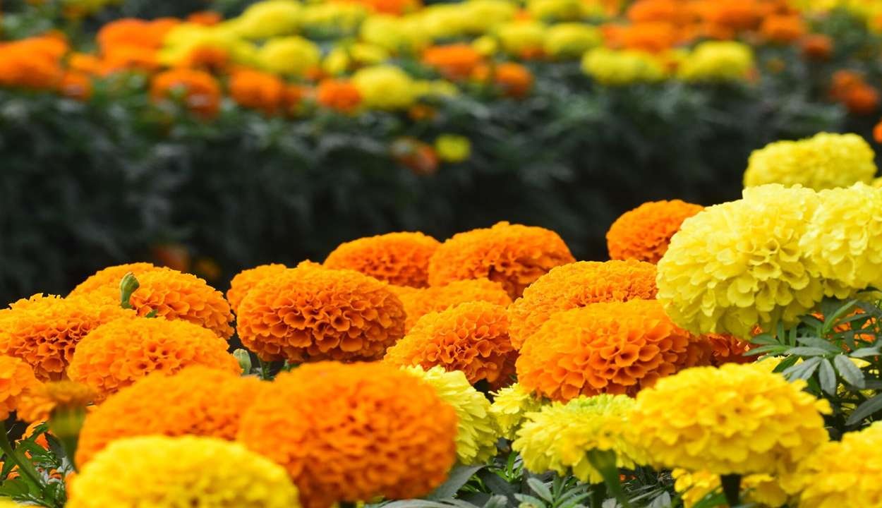 Marigold flower cultivation