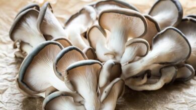 Mushroom cultivation