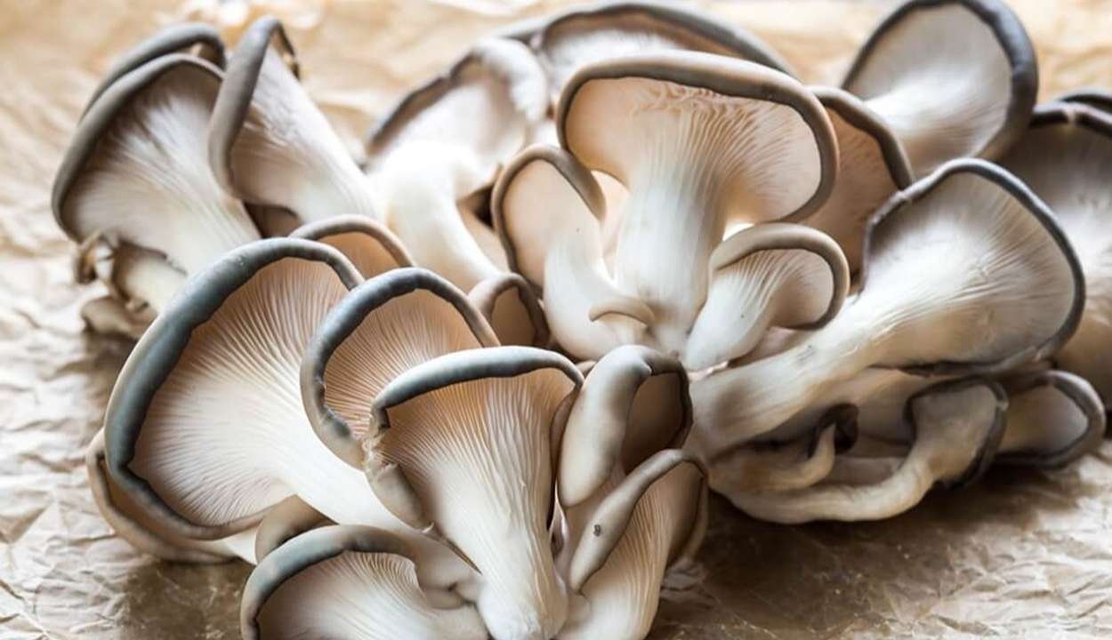 Mushroom cultivation
