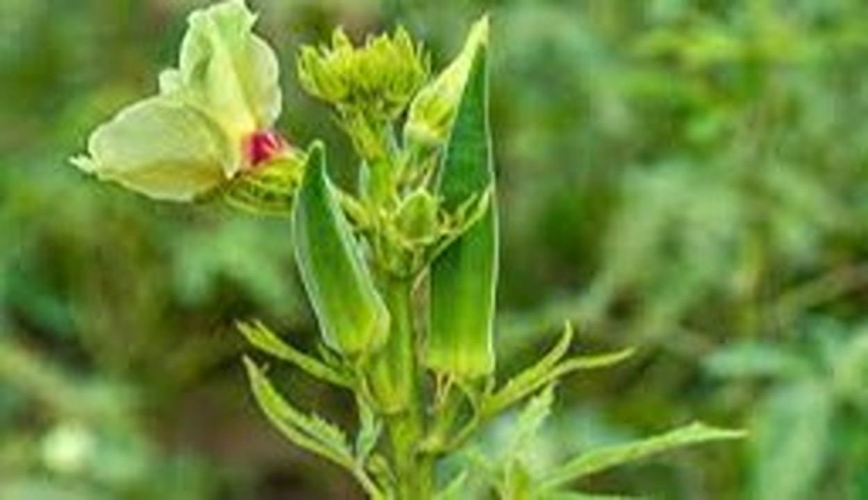 Okra farming tips