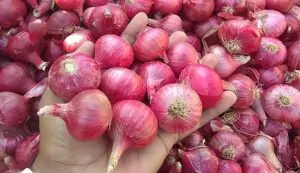 Onion cultivation