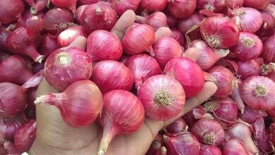 Onion cultivation