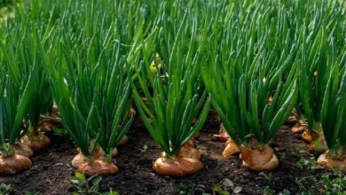 Onion cultivation