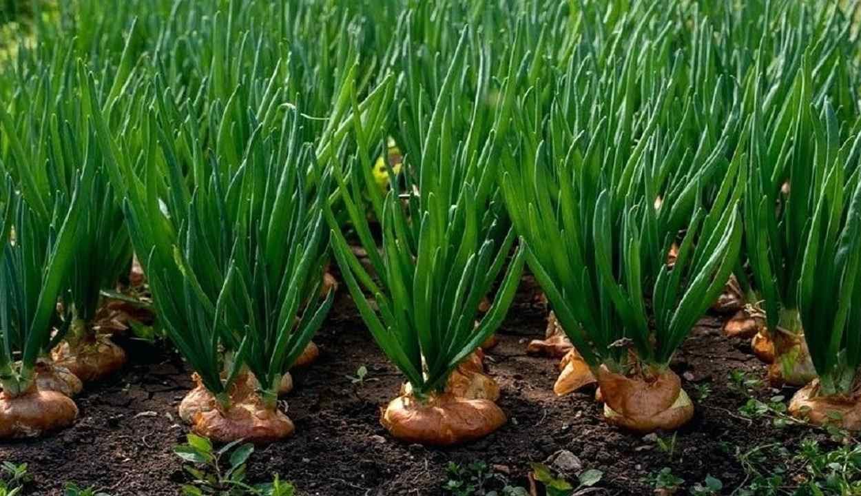 Onion cultivation