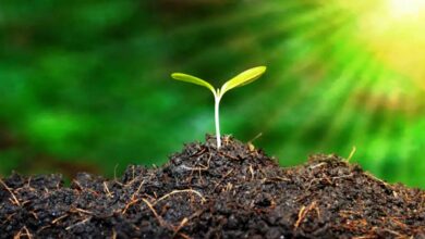 Organic farming