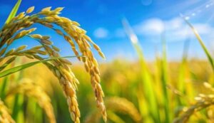 Paddy crop