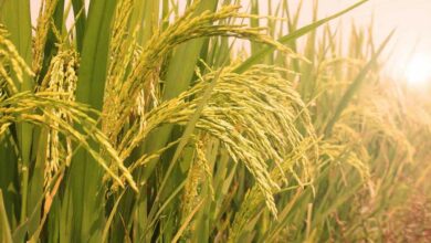 Paddy farming