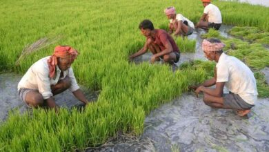Paddy sowing