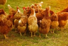 Poultry farming