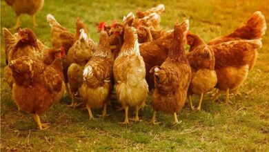 Poultry farming