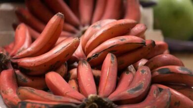 Red banana farming