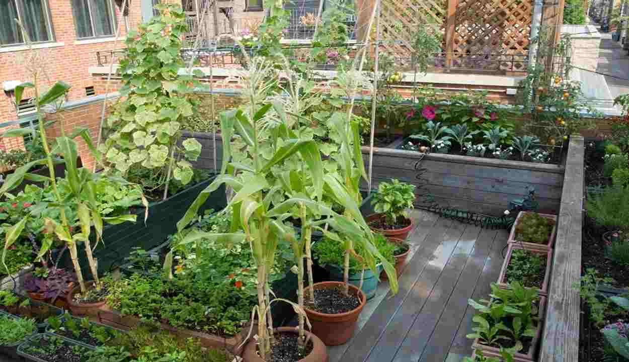 Rooftop gardening yojana